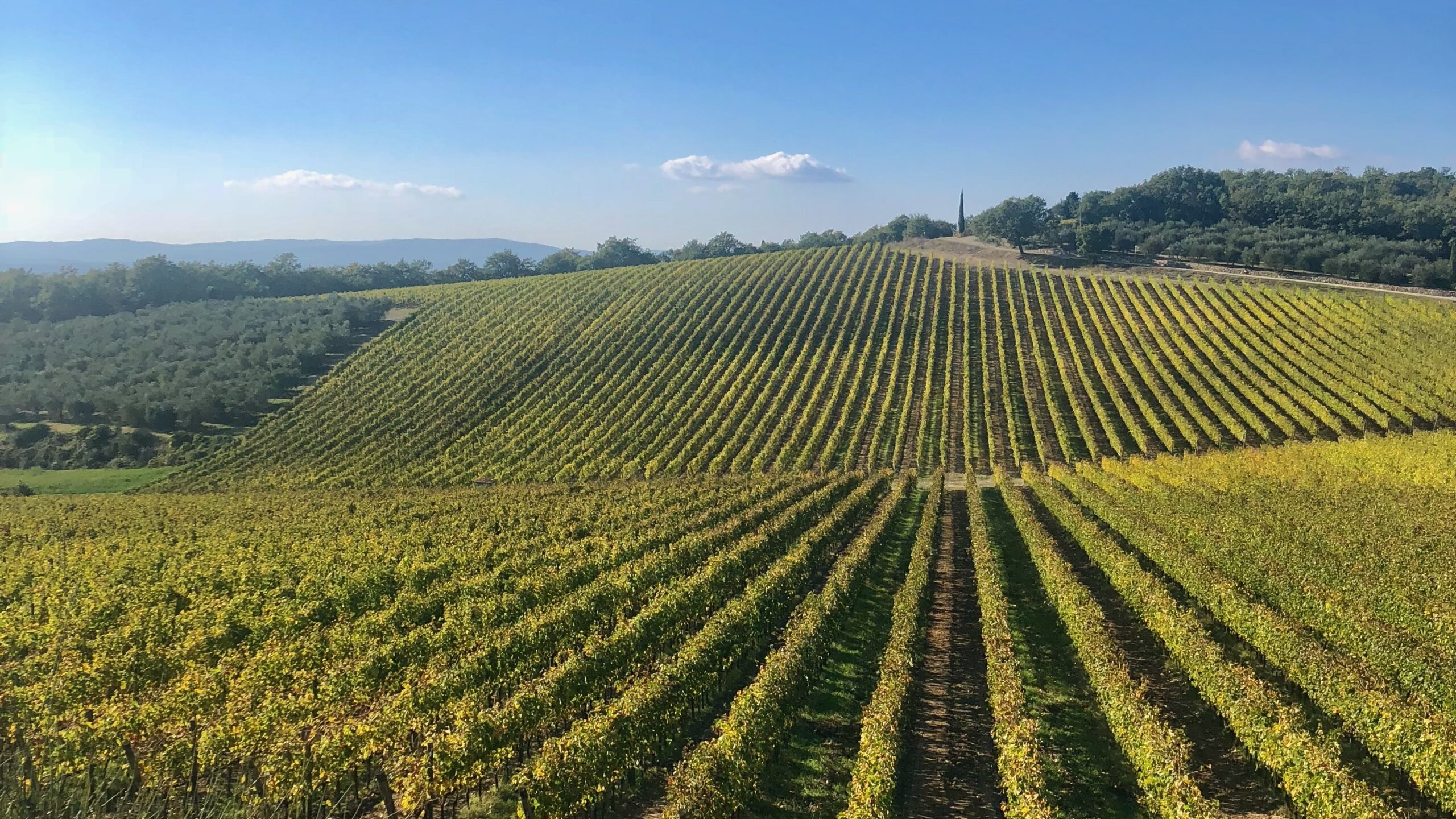 Vigneti di Castellina in Chianti
